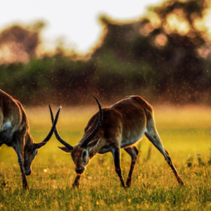 antelope knocking antlers