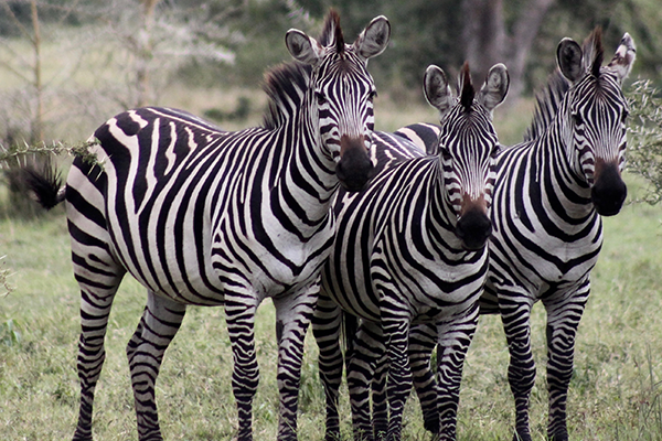 Group of 3 zebras at Disneys's animal kingdom